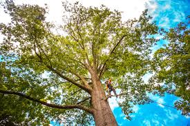 Best Fruit Tree Pruning  in Morrisville, NY