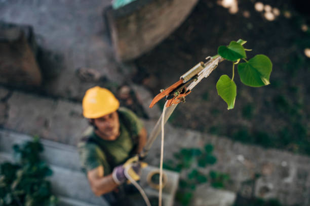 Best Storm Damage Tree Cleanup  in Morrisville, NY