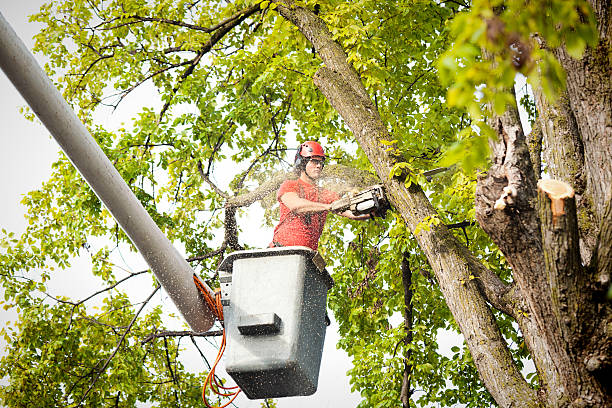 Best Commercial Tree Services  in Morrisville, NY