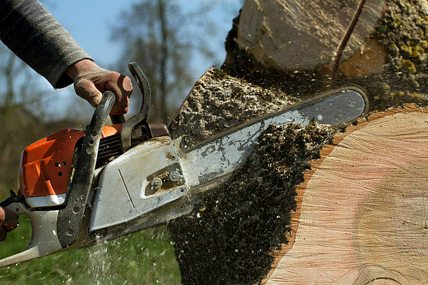  Morrisville, NY Tree Removal Pros